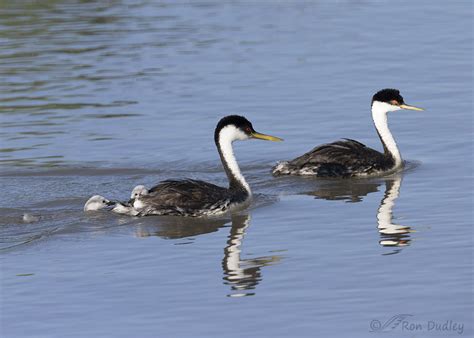 Western Grebe Chick Trying To Get On Board – Feathered Photography