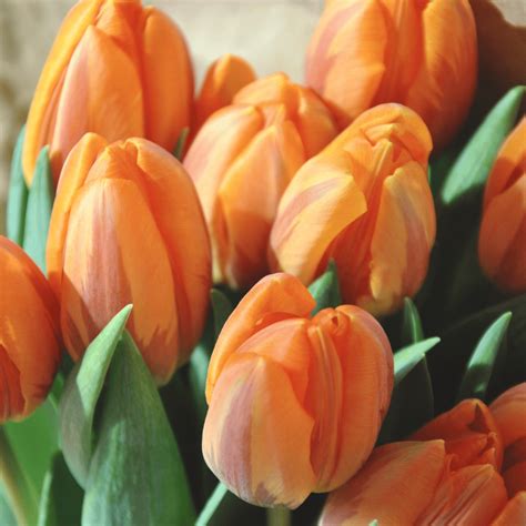 Orange Tulips Meaning Symbolism: Understanding the Significance