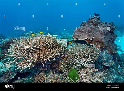 Damselfish great barrier reef hi-res stock photography and images - Alamy