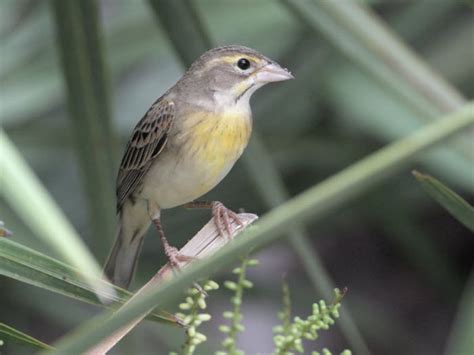 Dickcissel - BirdForum Opus | BirdForum