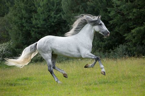 caballo andaluz - Mis viajes por ahí » Mis viajes por ahí