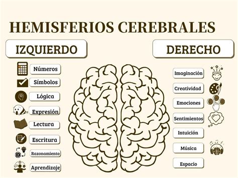 HEMISFERIOS CEREBRALES | Anatomia del cerebro humano, Lóbulos cerebrales, Imagenes de psicologia