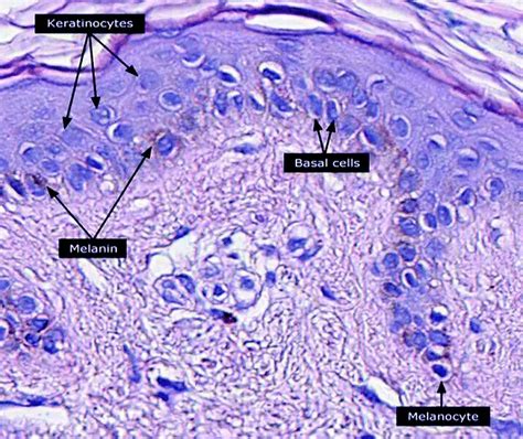 What does a Melanocyte do? Definition, Function, Life Cycle & Location