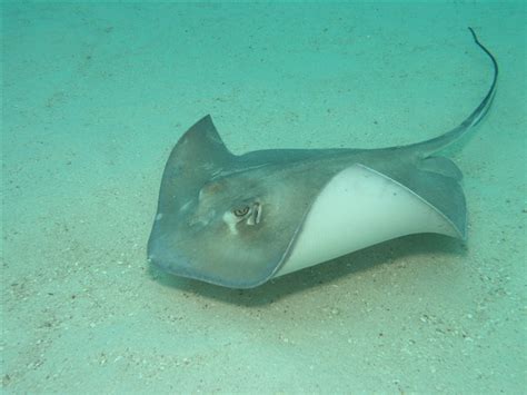 Sea Wonder: Southern Stingray | National Marine Sanctuary Foundation