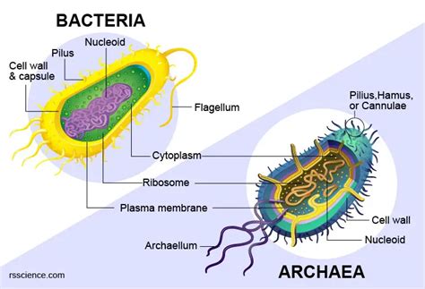 Archaea vs Bacteria – What are the Similarities, Differences, and Examples - Rs' Science