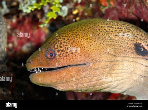 Moray eel teeth hi-res stock photography and images - Alamy