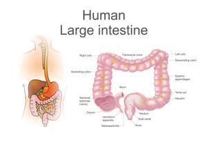 How The Procedure Of Flexible Sigmoidoscopy Is Performed: Bharat Dasani ...