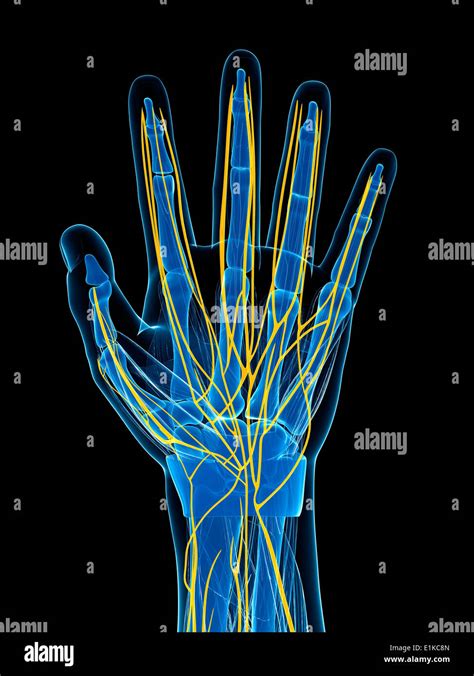 Human hand nerves hi-res stock photography and images - Alamy