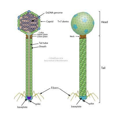 Bacteriophage types – Replication & Classification | Bacteriophage.news