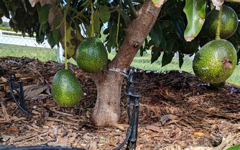 7 Key Points in Avocado Plant Care - Avocado Buddy