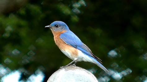 Eastern Bluebird wallpapers, Animal, HQ Eastern Bluebird pictures | 4K ...