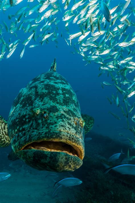 Giant Grouper Fish