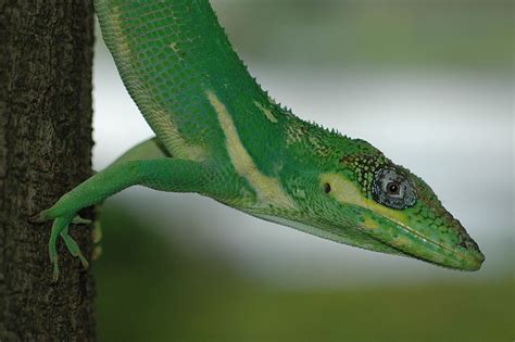 Diary of a Mad Pet Enthusiast: Species of the Day: Brown Anole, Green ...