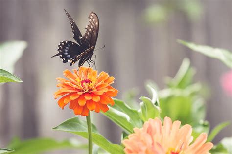 Summer Magic::The Flying Flowers - minding my nest