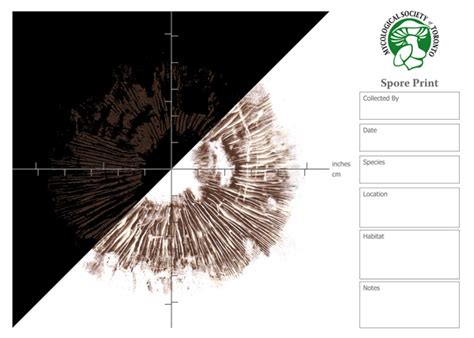 How to Make Mushroom Spore Prints