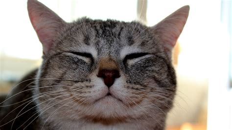 Free Cat Face, Download Free Cat Face png images, Free ClipArts on ...