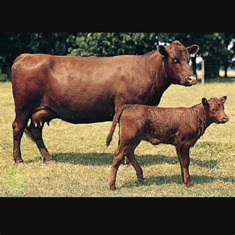 Red Poll. | Breeds, Cattle, Horses