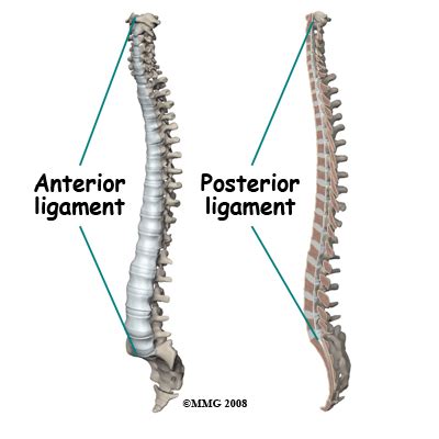 anterior and posterior longitudinal ligament - b-reddy.org