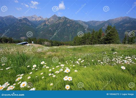 Meadow with Flowers and Mountain in the Background Stock Photo - Image ...