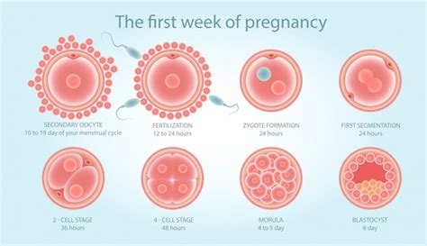 Premium Vector | Medical poster about cell division. stages of fetal development.