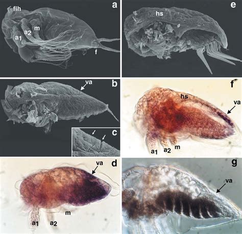 a-g Scanning electron microscopy analysis of Sacculina carcini nauplius ...