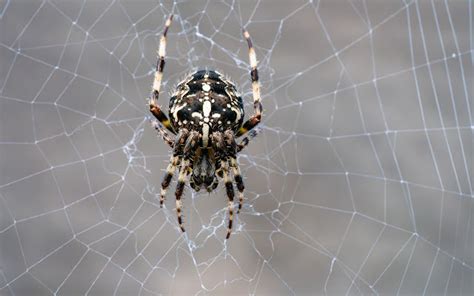 Spider nest - Chrome Web Store