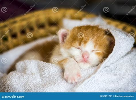 Little baby cat stock image. Image of comfortable, silent - 32251721