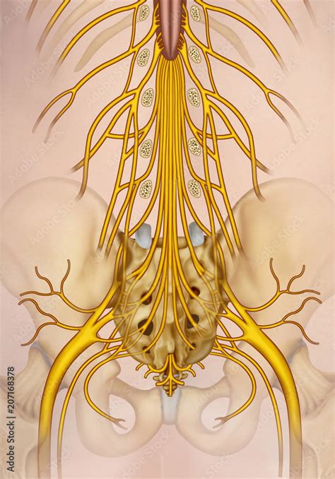 Lumbar and sacral nerve branch illustration. The spinal nerves are ...