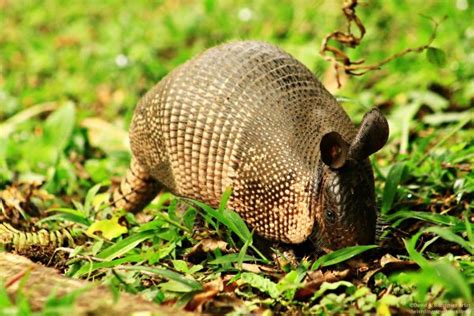 Five Facts: Nine-banded armadillo – Florida Museum Science