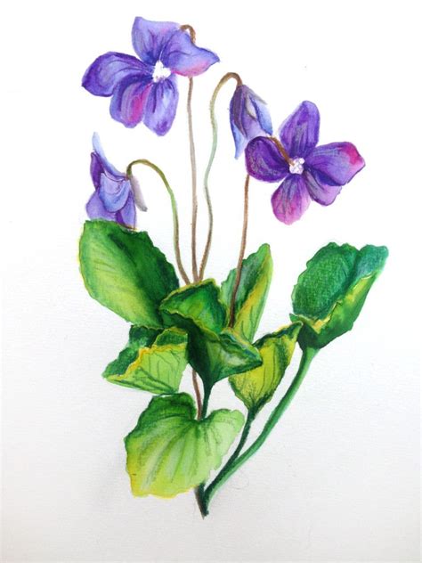 Violet Flower Drawing - Drawing.rjuuc.edu.np