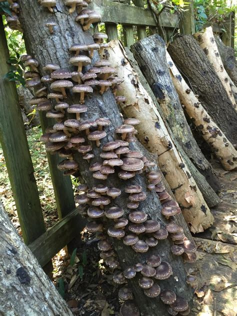 Grow Shiitake Mushrooms in Your Backyard | Gardening in the Panhandle