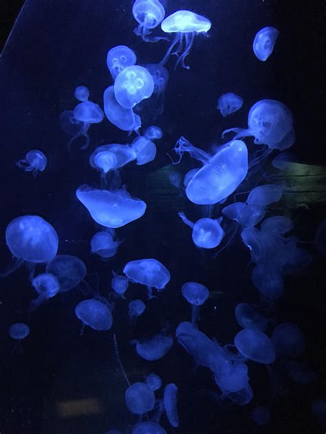 Jellyfish at Sydney Aquarium : r/MostBeautiful