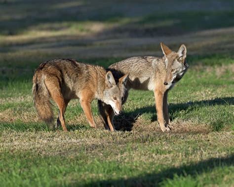 Coyote Vs. Hyena [Key Differences & Strength Comparison]