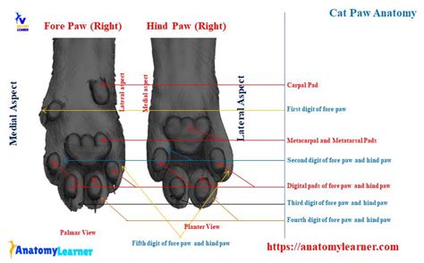 Cat Paw Anatomy - Bone, Muscle, and Digital Pad » AnatomyLearner >> The Place to Learn ...