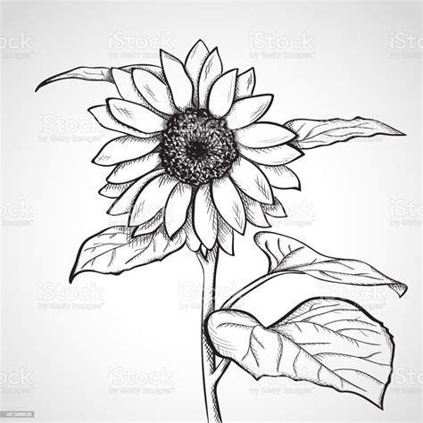 Sketch Sunflower Stock Illustration - Download Image Now - Etching ...