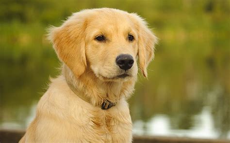 Best Golden Retriever Names - Awesome Ideas For Perfect Puppies