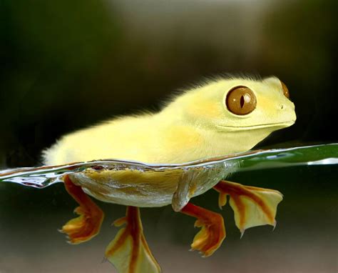 DesignCrowd Hosts A Frog Photoshop Contest, And Here Are 30 Of The Best ...