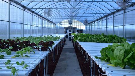 Hydroponic Farming – Indoor or Outdoor? – Just Hydroponic