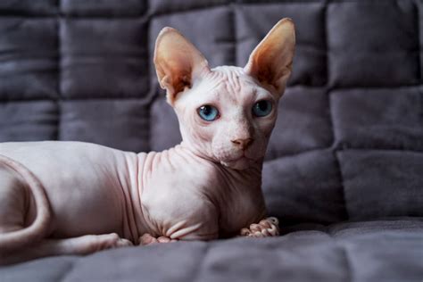 Tips For Adopting Your First Hairless Cat | Great Pet Care