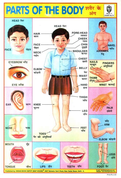 Parts of the Body | One of a Collection of Indian School Pos… | Flickr