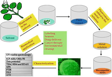 Green synthesis of metal and metal oxide nanoparticles from plant leaf extracts and their ...