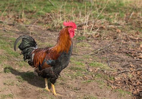 15 Best Rooster Breeds For Your Flock (With Pictures) | Chickens And More