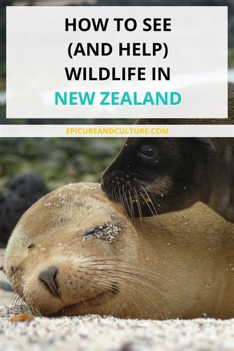 Things to do in New Zealand | Wildlife Tours in New Zealand ...