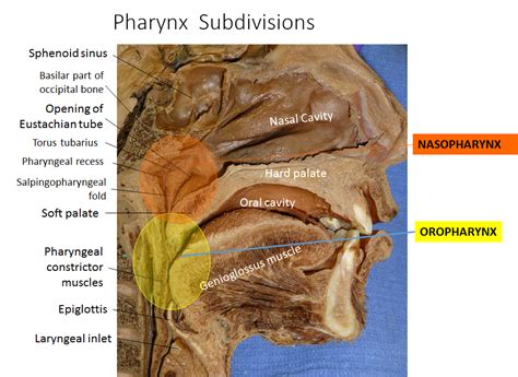 Eustachian Tube Anatomy