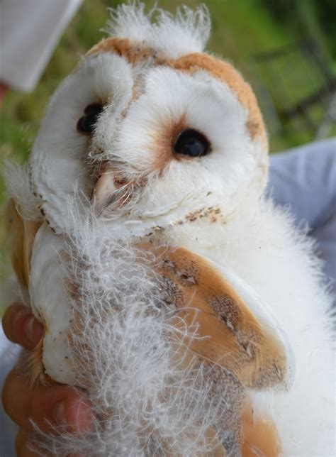 sustainable garden: baby barn owls ....