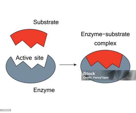 Lock And Key Model Enzyme Substrate Complex Stock Illustration - Download Image Now ...