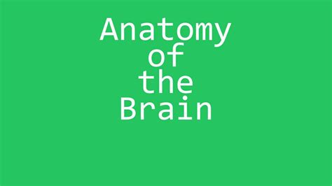 Anatomy of the Brain Trivia Quiz - Free Biology Quiz with Answers