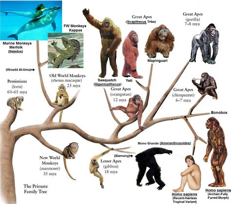 the primate family tree pdf - Rozella Mccracken