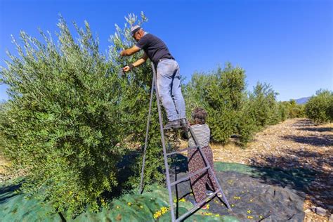 Harvested Manzanilla Stock Photos - Free & Royalty-Free Stock Photos from Dreamstime