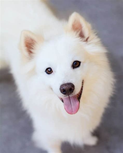 American Eskimo Dog Temperament, Puppies, Price, Breeders, etc